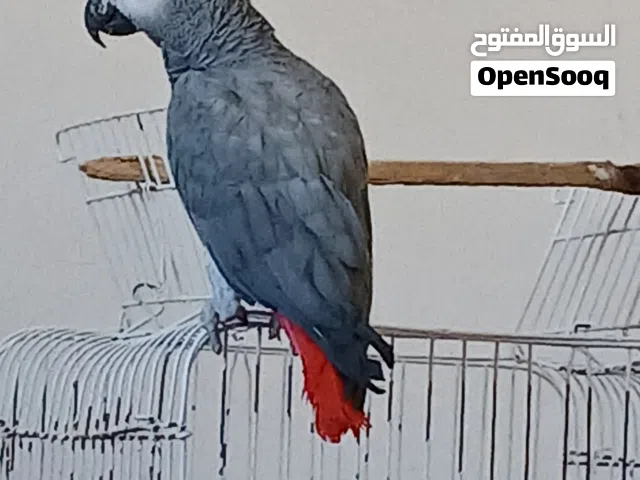 ببغاء زنجباري