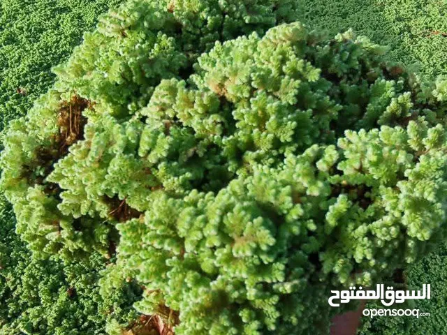 كيلو 25 دينار
