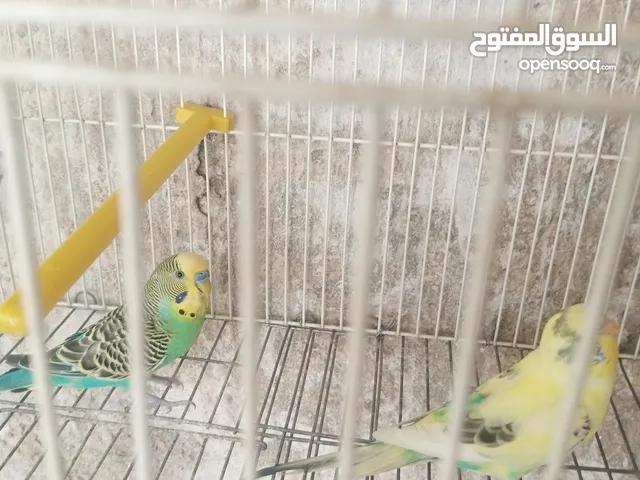 جوز طيور حب للبيع