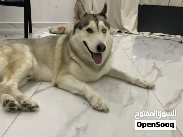 كلب هاسكي اليف