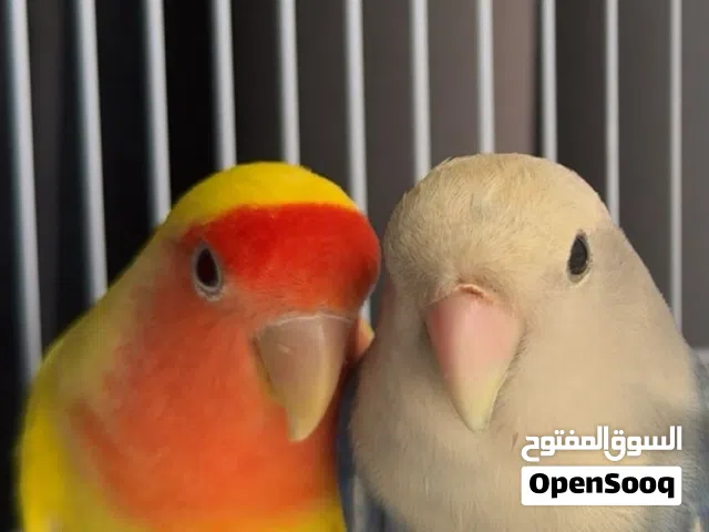 روز انثى و ذكر