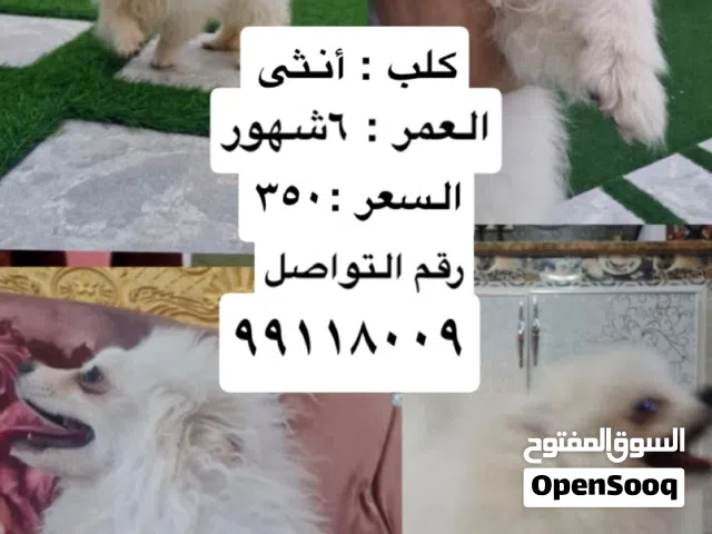 بومرينيان ابيض