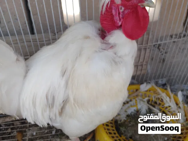 دجاج عرب ابوركيبه 4وديج للبيع