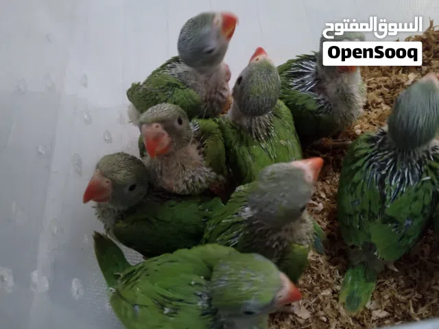 بغبغاء دره الاخصر اقر الوصف