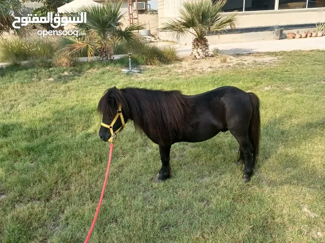 For Sale: Black Shetland Pony
