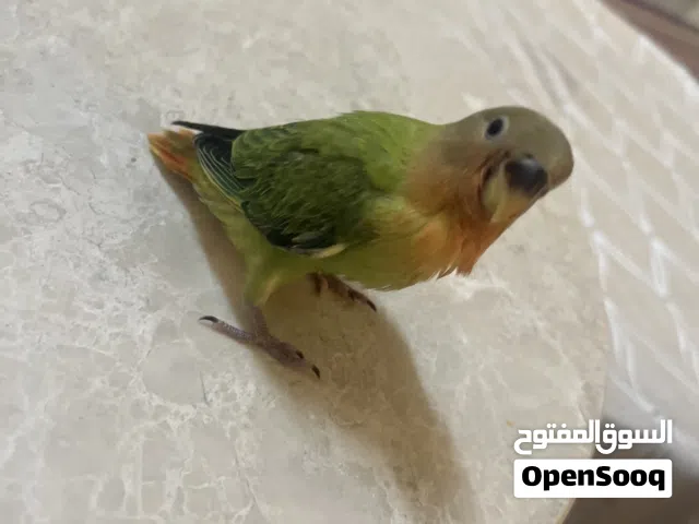 للبيع لوف بيرد اليف وبادي ينفطم