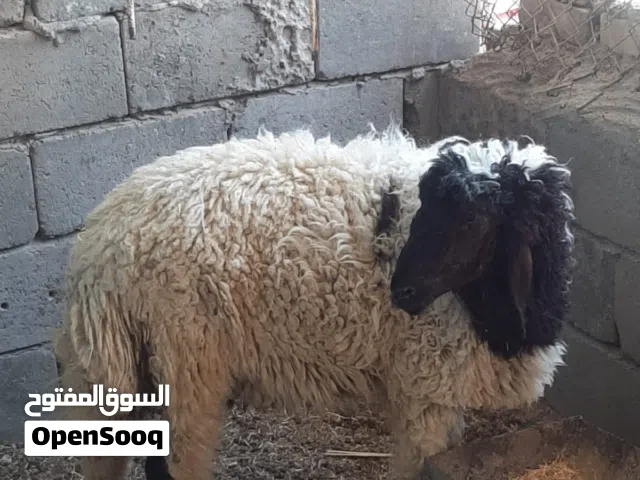 طلي نظيف ومال بيت