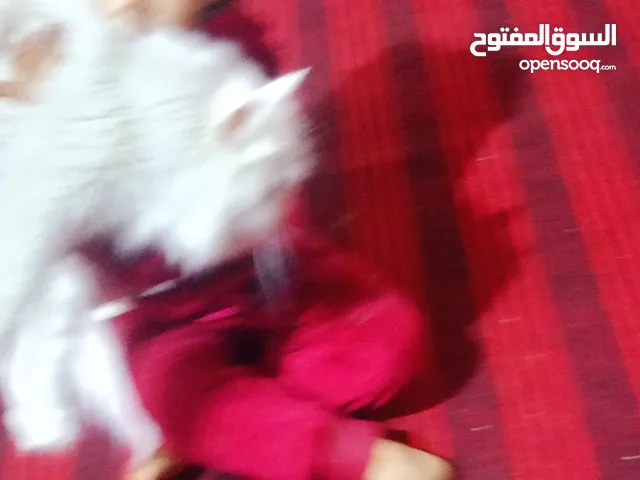 قطه للبيع والسعر ما اقدر اذكره تعالي خاص