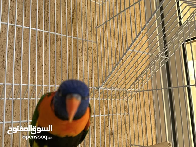 ببغاء اللوري