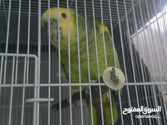 Duble Yellow Headed Blue Fronted Amazon