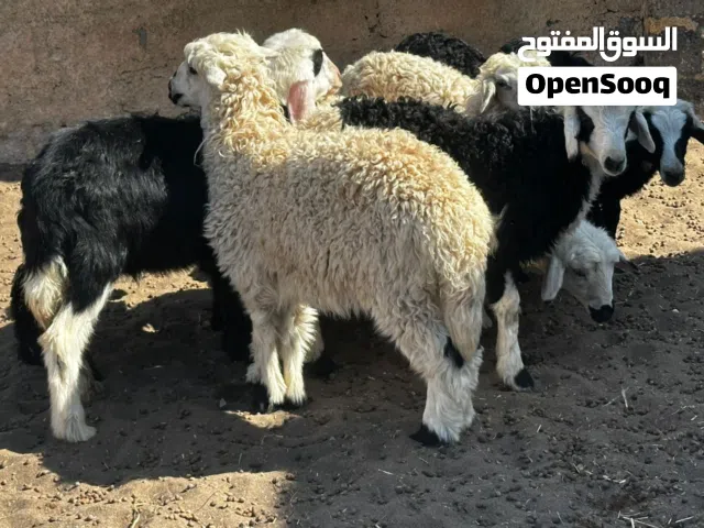 كباشه و حملات