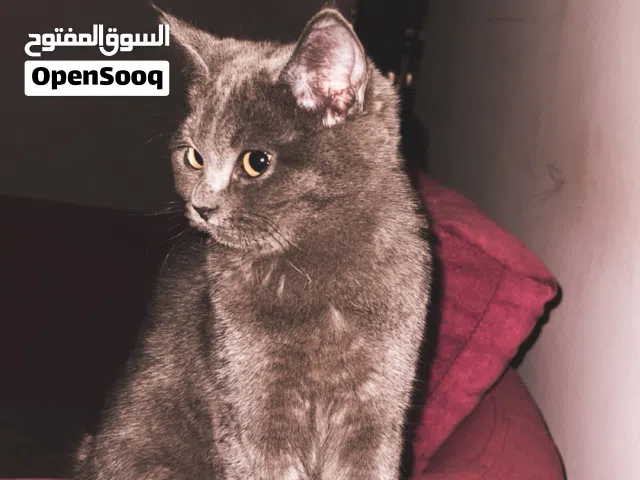 قطط عدد 2 ذكر و انثى