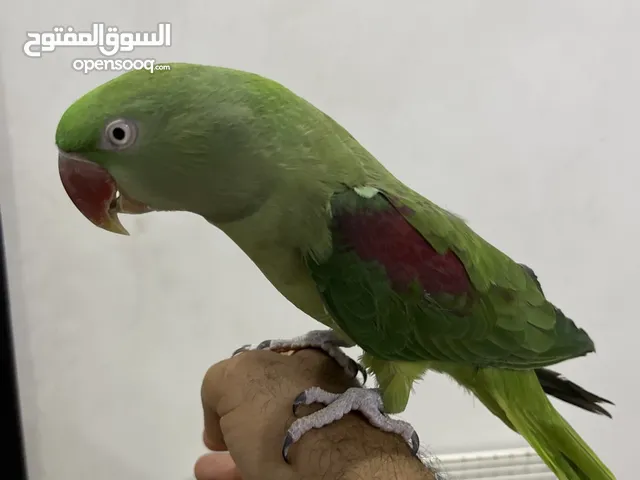 متو نيبالي متكلم
