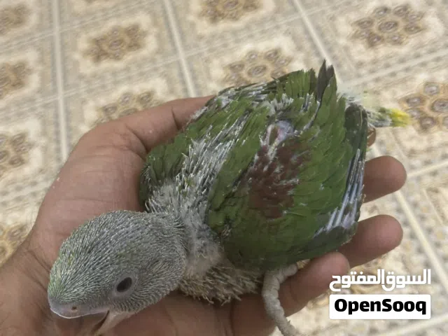 السلام عليكم متاح افراخ ببغاء الدره الهندي ونيبالي الوان مختلفه اقره الوصف السعار مكتوبه
