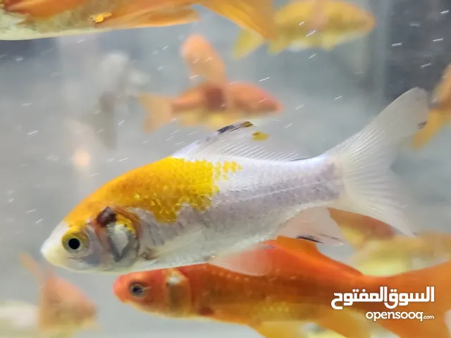 اسماك جولد فيش
