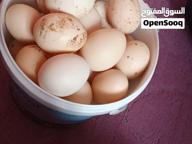 بيض بلدي طازج
