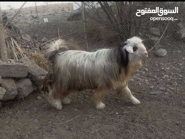 جدي من حلال الرحوب للبيع