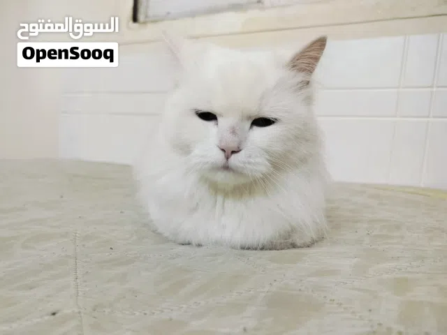 Persian cat for adoption in salmabad