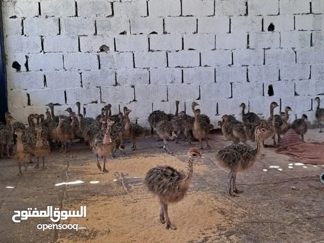 نعام استرالي