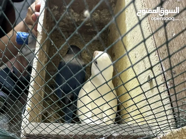زوج غندورات للبيع