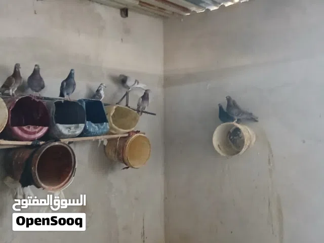 حمام زاجل للبيع