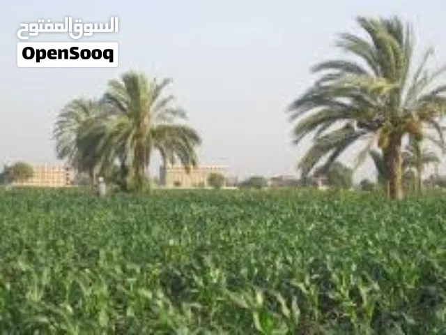 Farm Land for Sale in Beheira Abuu al-Matamer
