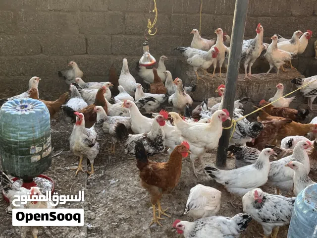 ديكا فرنسي كولمبي بيور