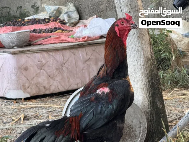 ديك باكستاني