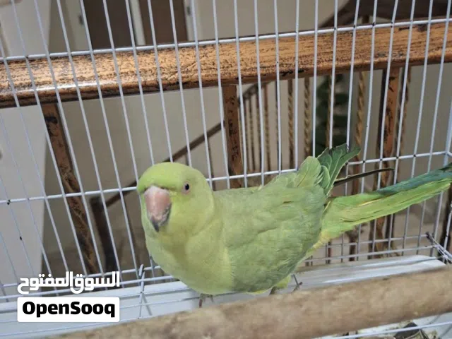 ببغاء للبيع