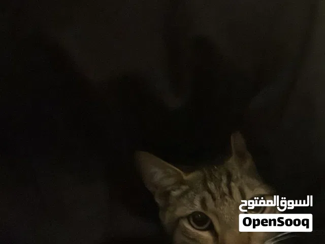 قط ذكر للتبني كيوووووت