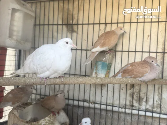 للبيع يا كريم