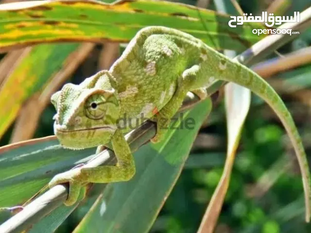 Friendly Chameleon With Cage for Sale حرباء