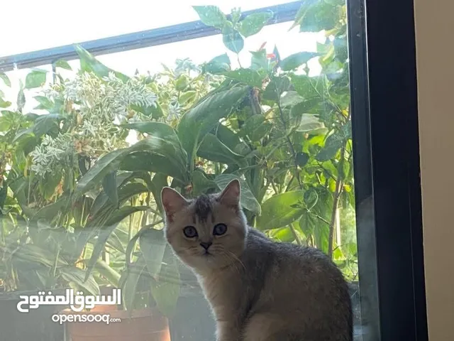 قط مفقود بضاحية الياسمين مكافاة مالية لمن يجده