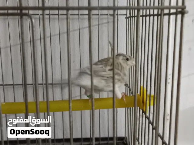 انثى بسكوتي بكرية