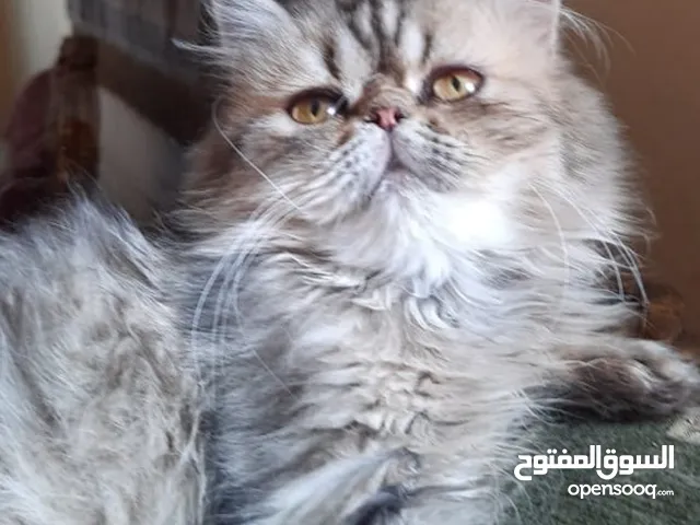 قطه بيرشن براون تابي لطيفه جدا