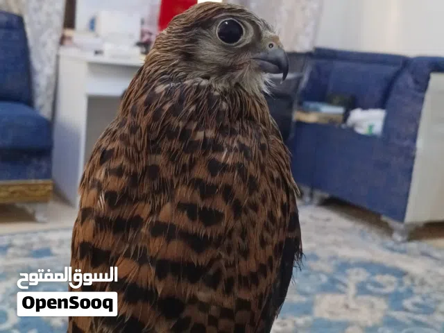 طير شرياص للبيع قابل للتفاوض