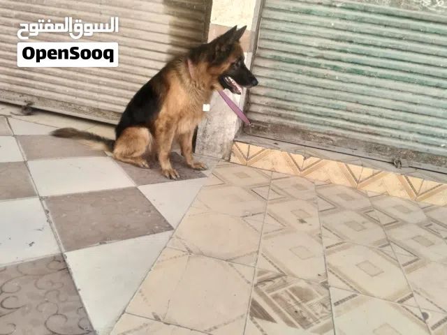 دكر جيرمن للبيع وللبدل