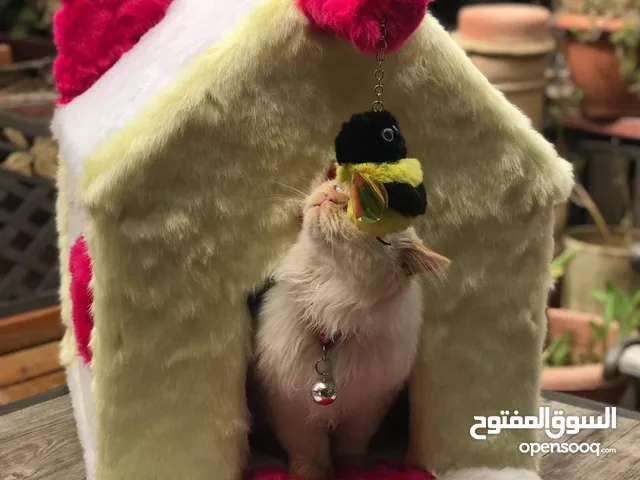 بيوت قطط وكلاب (Pet house)