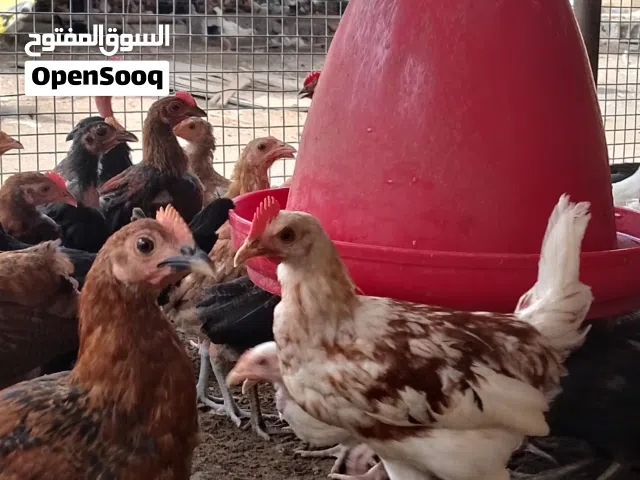 دجاج عماني أصلي