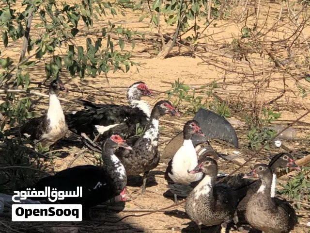 8 بطات للبيع