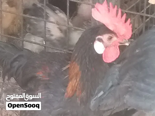 ديك مهرج نخب اول