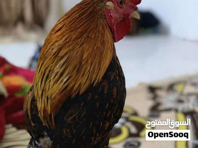 السلام عليكم ديج للبيع