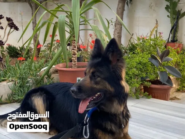 أنثى جيرمن شيبر