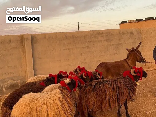 مطلوب أغنام للبيع أقساط موجود كل الضمانات
