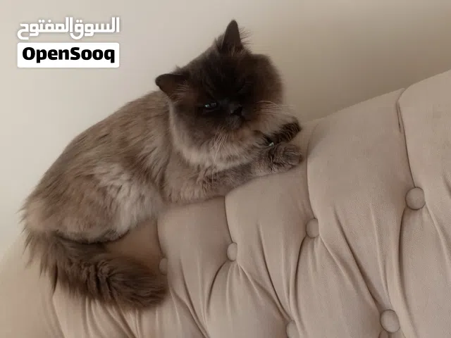 قط هملايا تشوكلت للبيع