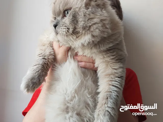 قطتين هملايا للتبني مجاناً شرط تقوى الله بهذه المخلوقات