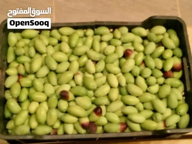 ( عقله ) زيتون ناب الجمل