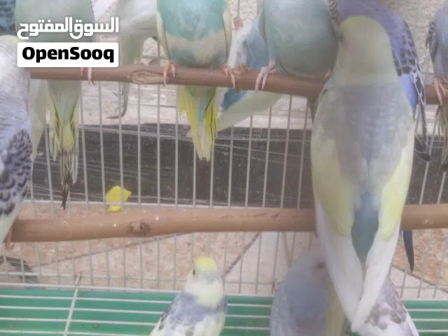طيور حب محميه