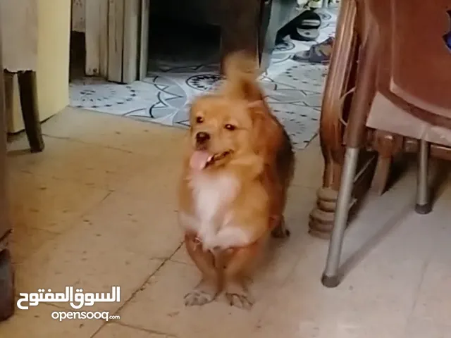 كلب للبيع لعوب