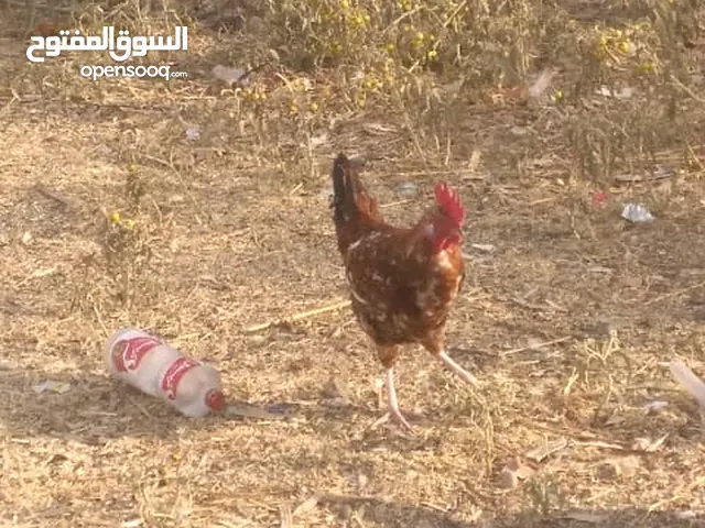 ديك leghorn mills fleurs